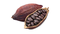 Rohe Schokolade (entkoffeiniert)
